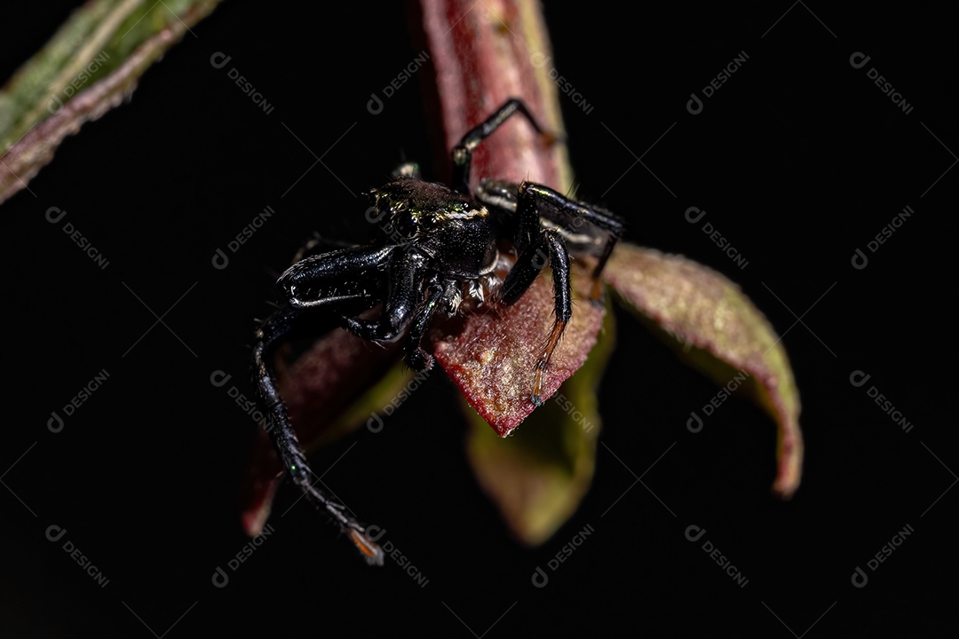 Inseto sobre floresta