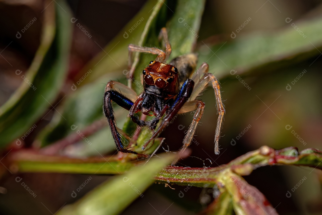 Inseto sobre floresta