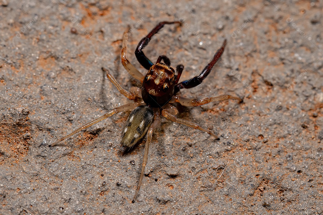 Inseto sobre floresta