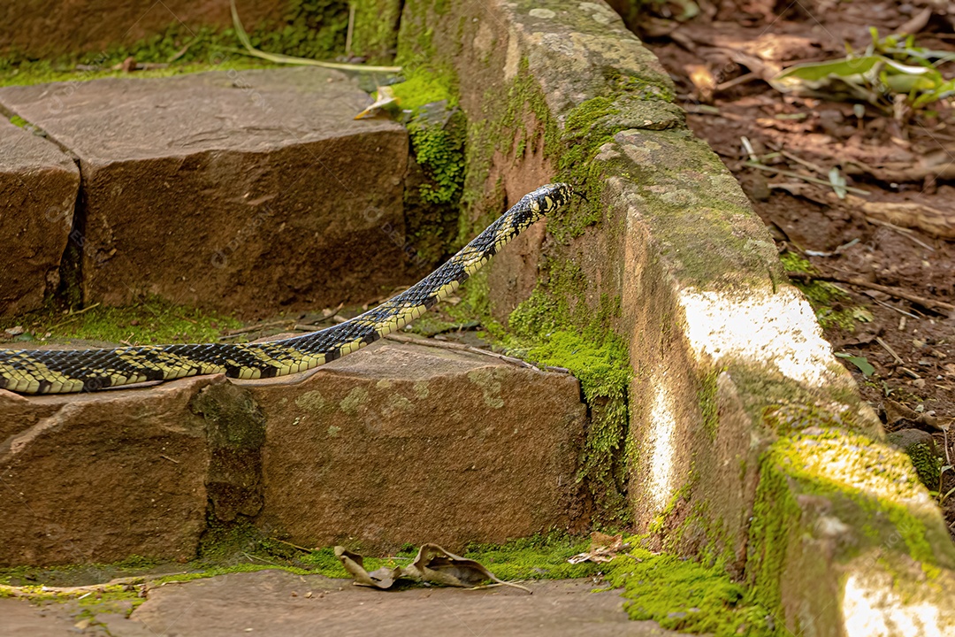 Inseto sobre floresta