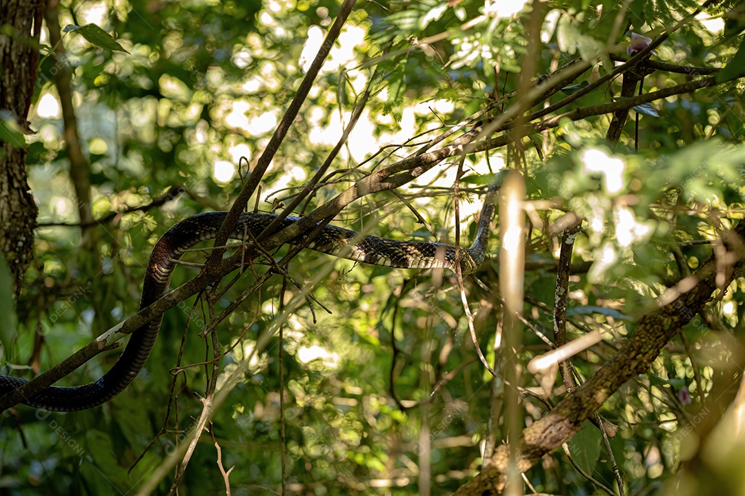 Inseto sobre floresta