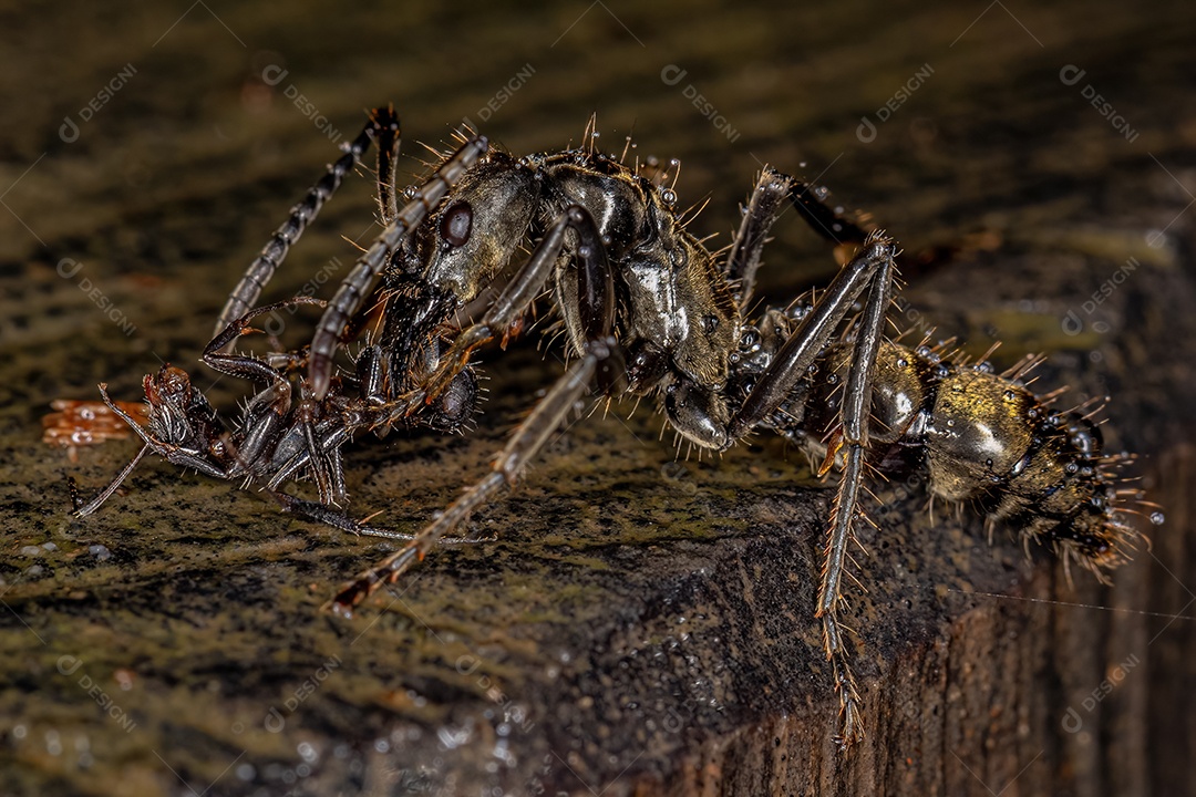 Inseto sobre folhas verde floresta