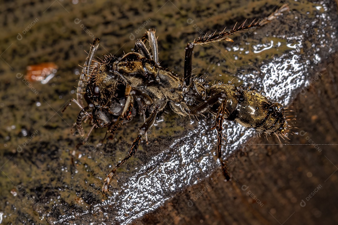Inseto sobre floresta