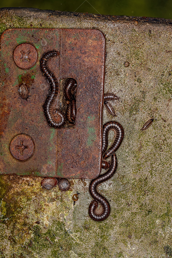 Inseto sobre floresta