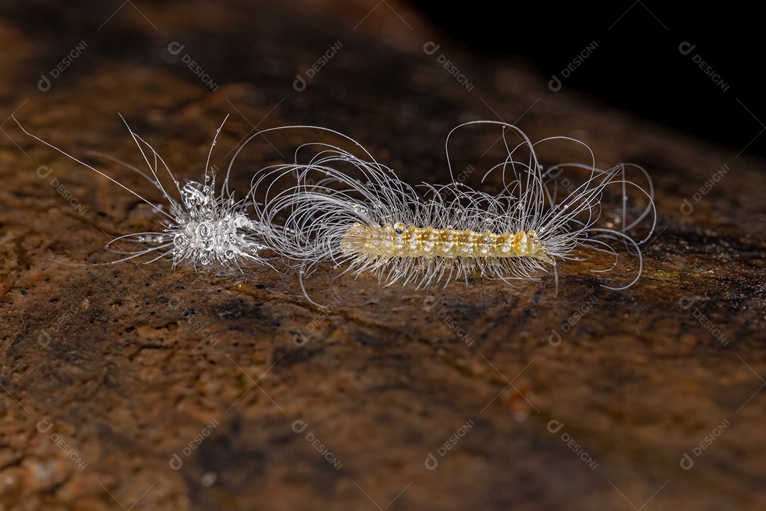 Inseto sobre folhas verde floresta