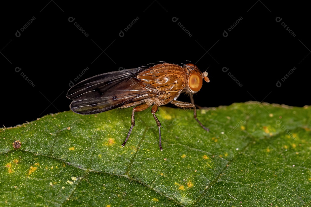 Inseto sobre folhas verde floresta