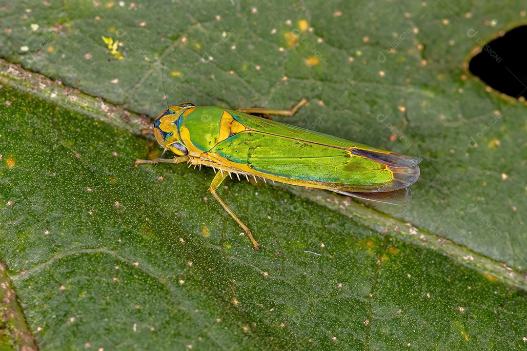 Inseto sobre folhas verde floresta