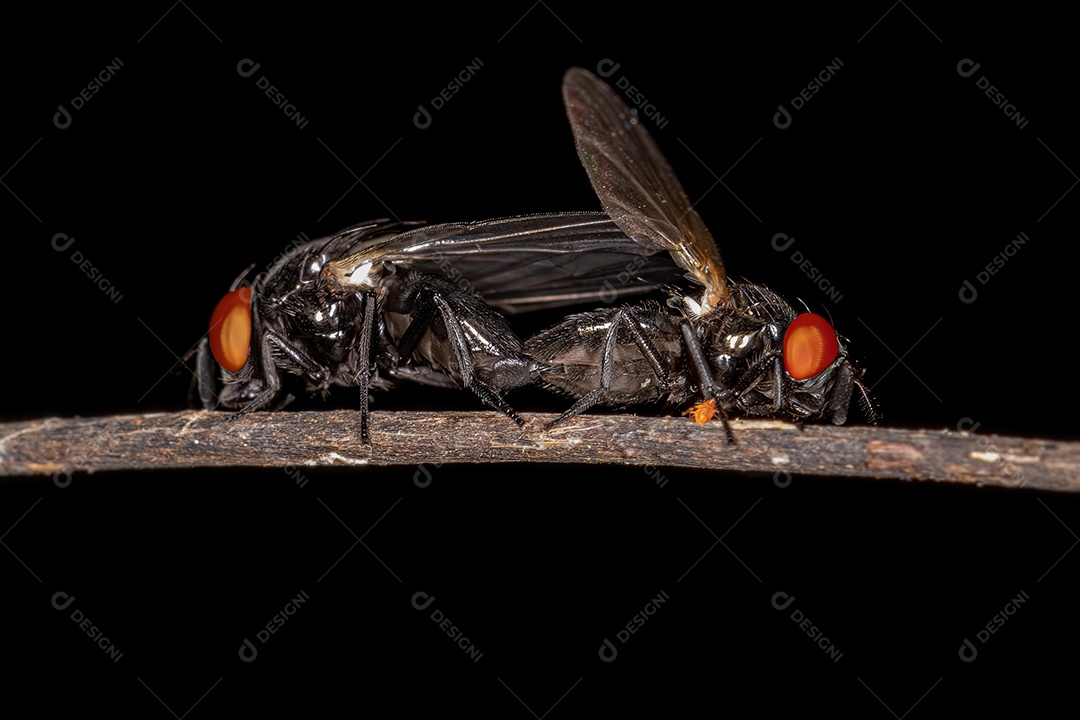 Inseto sobre folhas verde floresta