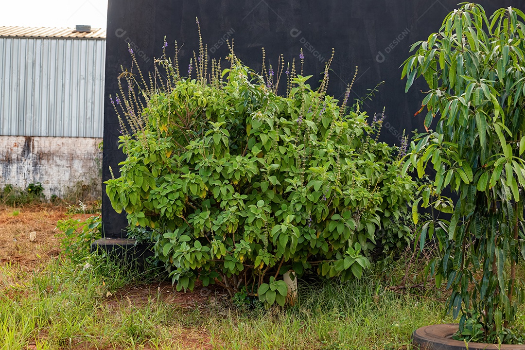 Woolly Plectranthus Planta da espécie Coleus barbatus