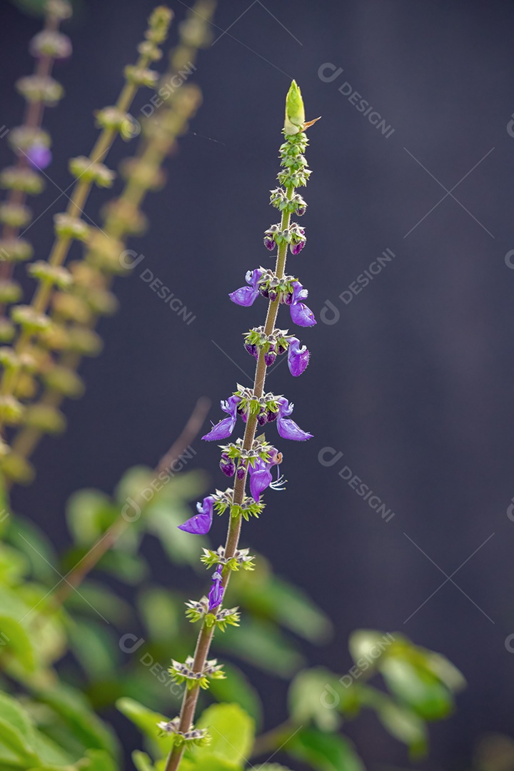 Woolly Plectranthus Planta da espécie Coleus barbatus