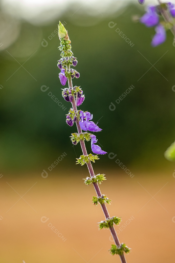 Woolly Plectranthus Planta da espécie Coleus barbatus