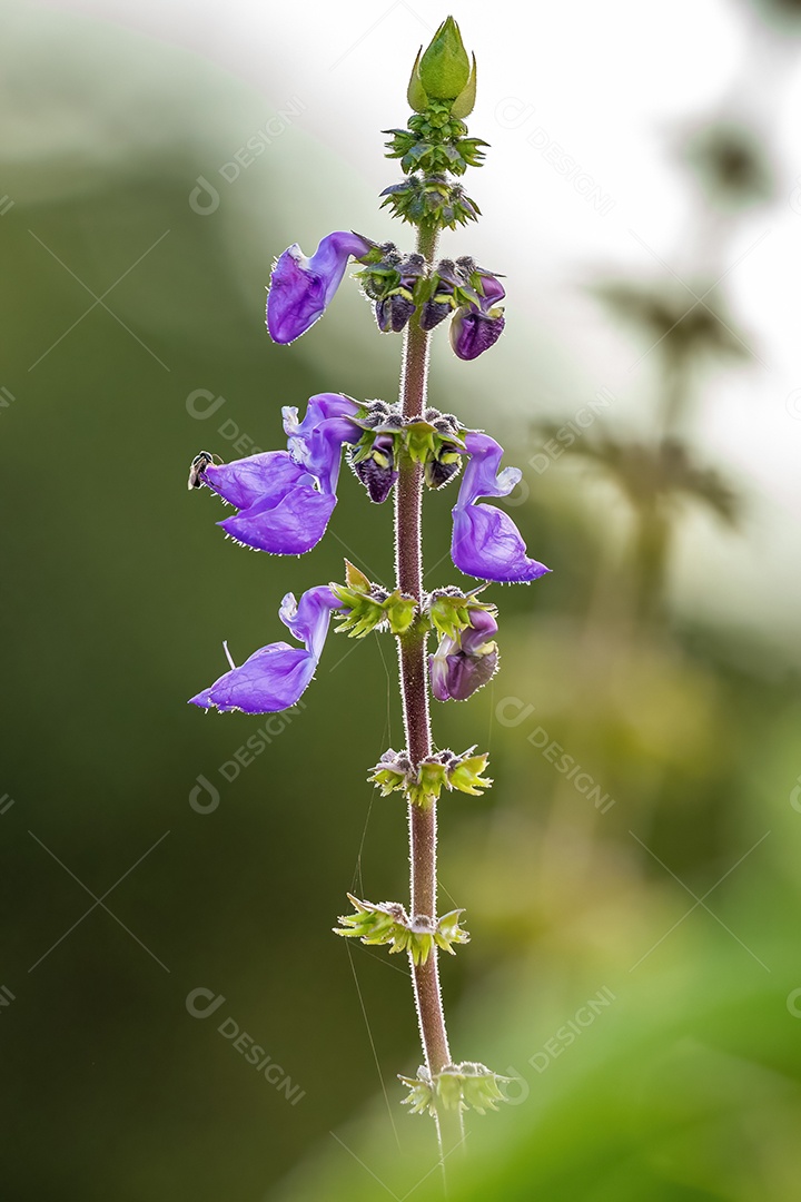 Woolly Plectranthus Planta da espécie Coleus barbatus