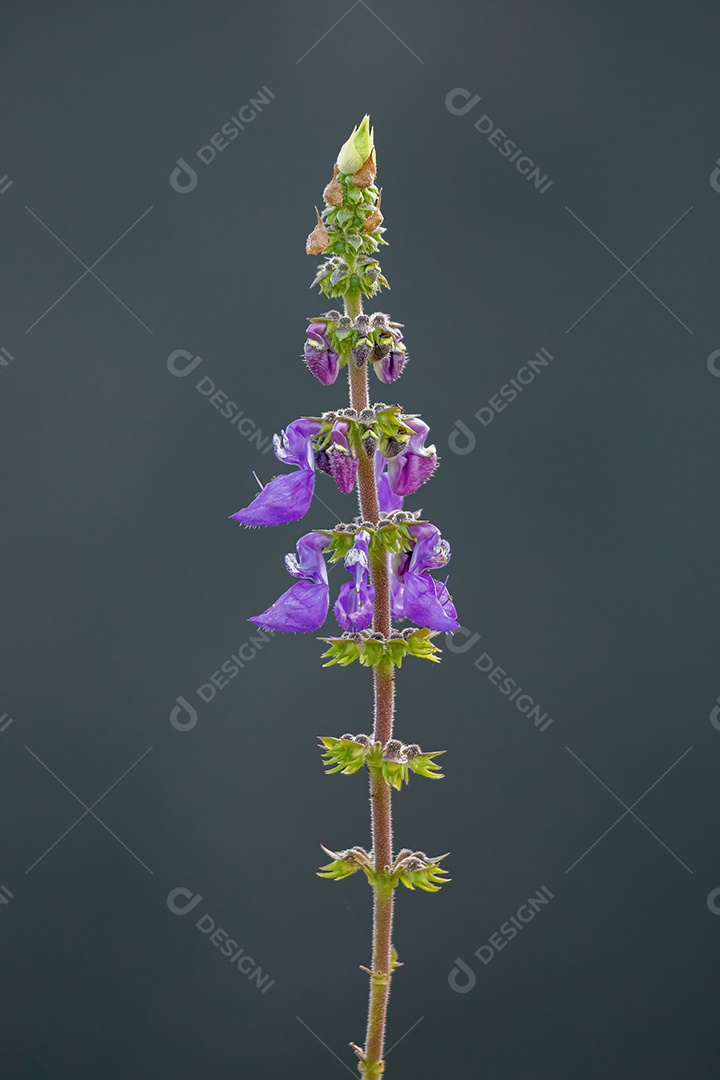 Woolly Plectranthus Planta da espécie Coleus barbatus