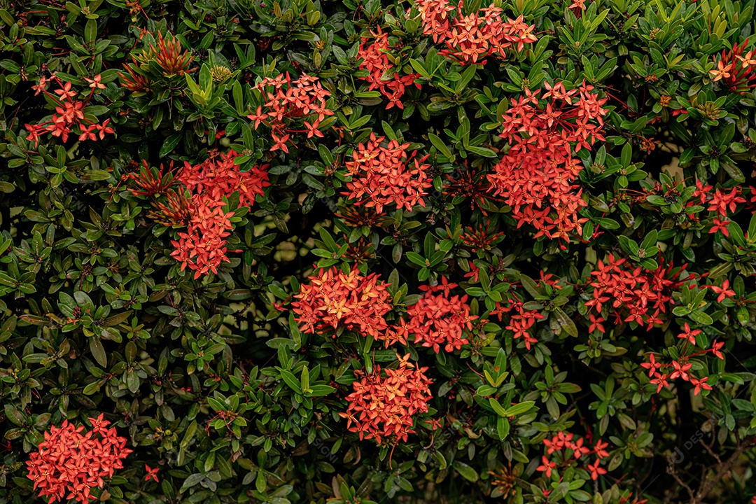 Planta Chinesa Ixora Flor da espécie Ixora chinensis