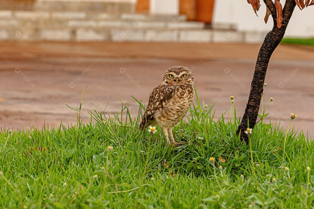 Coruja buraqueira juvenil da espécie Athene cunicularia