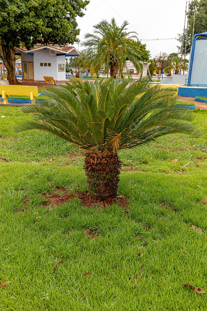 Planta Cycad verde do gênero Cycas