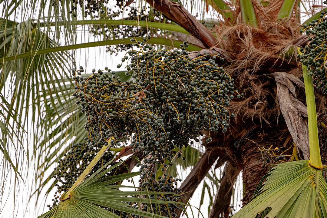 Palmeira verde da família Arecaceae com frutos