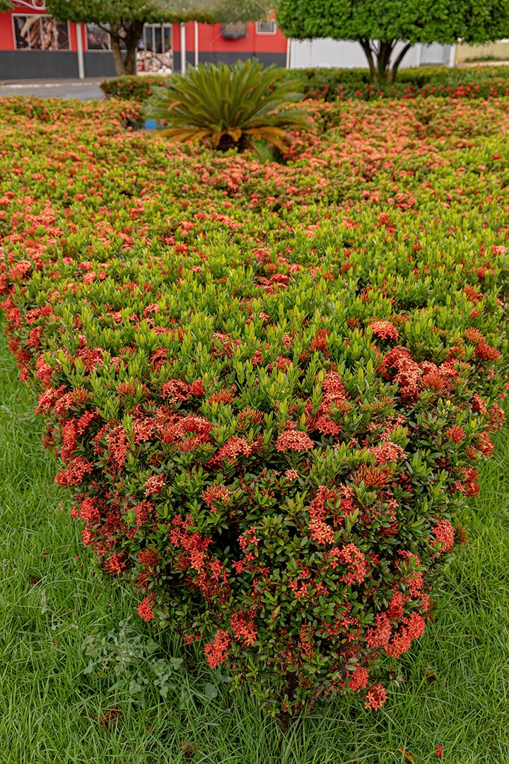 Planta Chinesa Ixora Flor da espécie Ixora chinensis