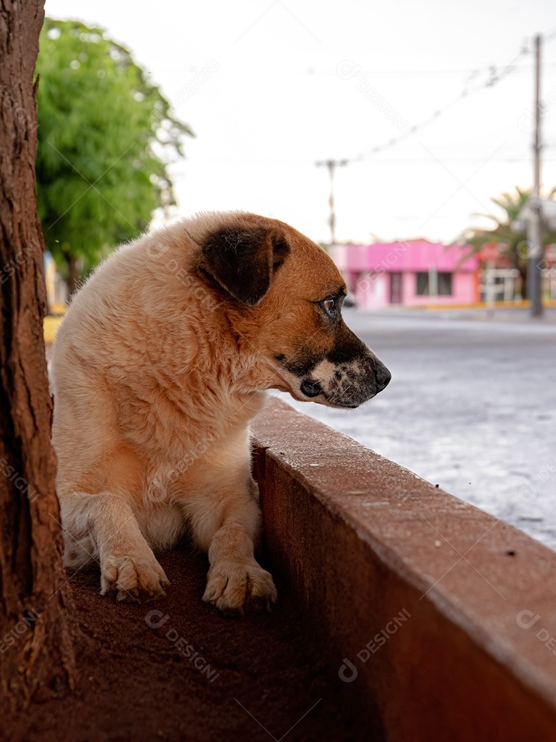 Cachorro grande branco e marrom abandonado na rua