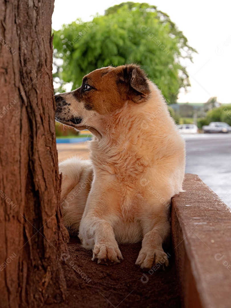 Cachorro grande branco e marrom abandonado na rua