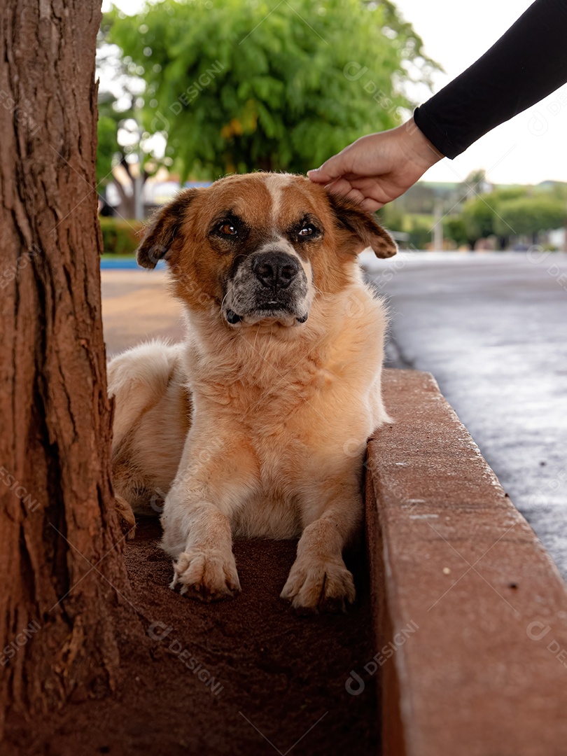 Cachorro grande branco e marrom abandonado na rua