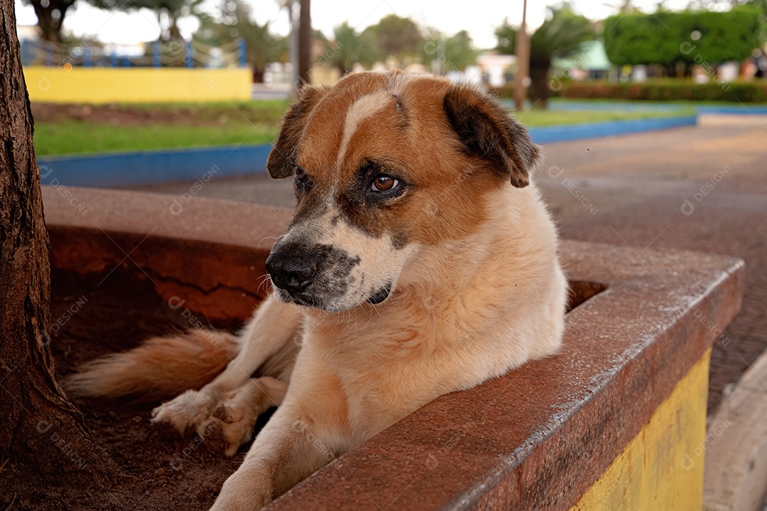 Cachorro grande branco e marrom abandonado na rua