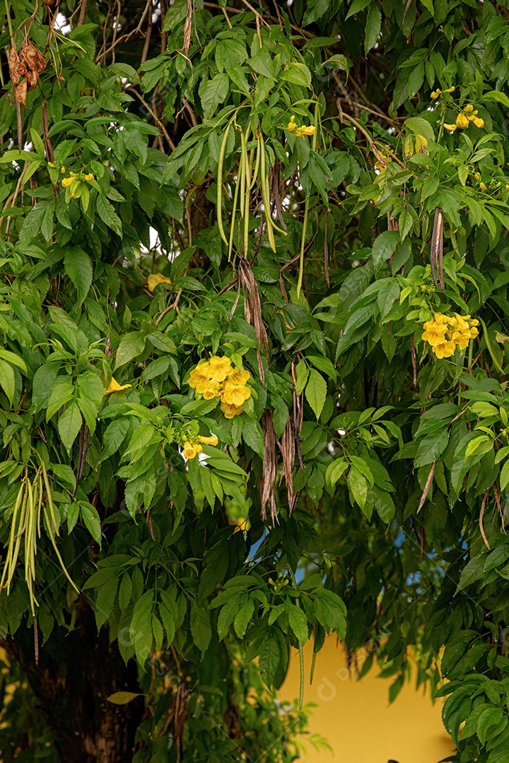 Yellow Trumpet Floweres Árvore da espécie Tecoma stans