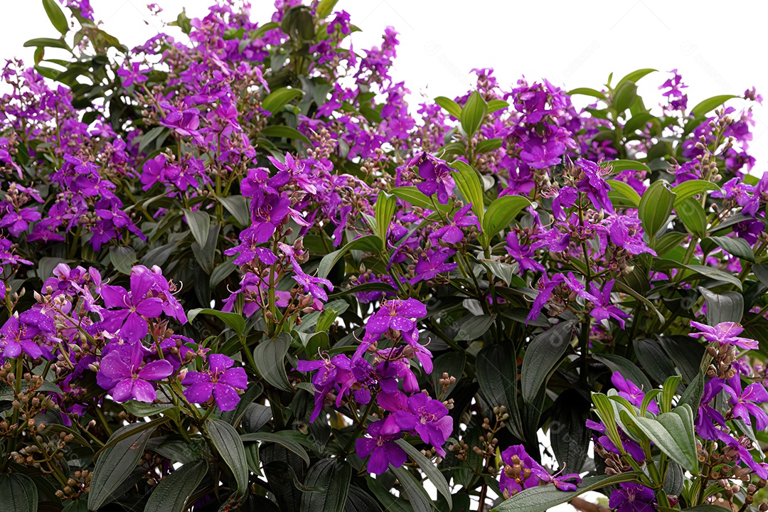 Glory Bush Árvore da espécie Pleroma granulosum