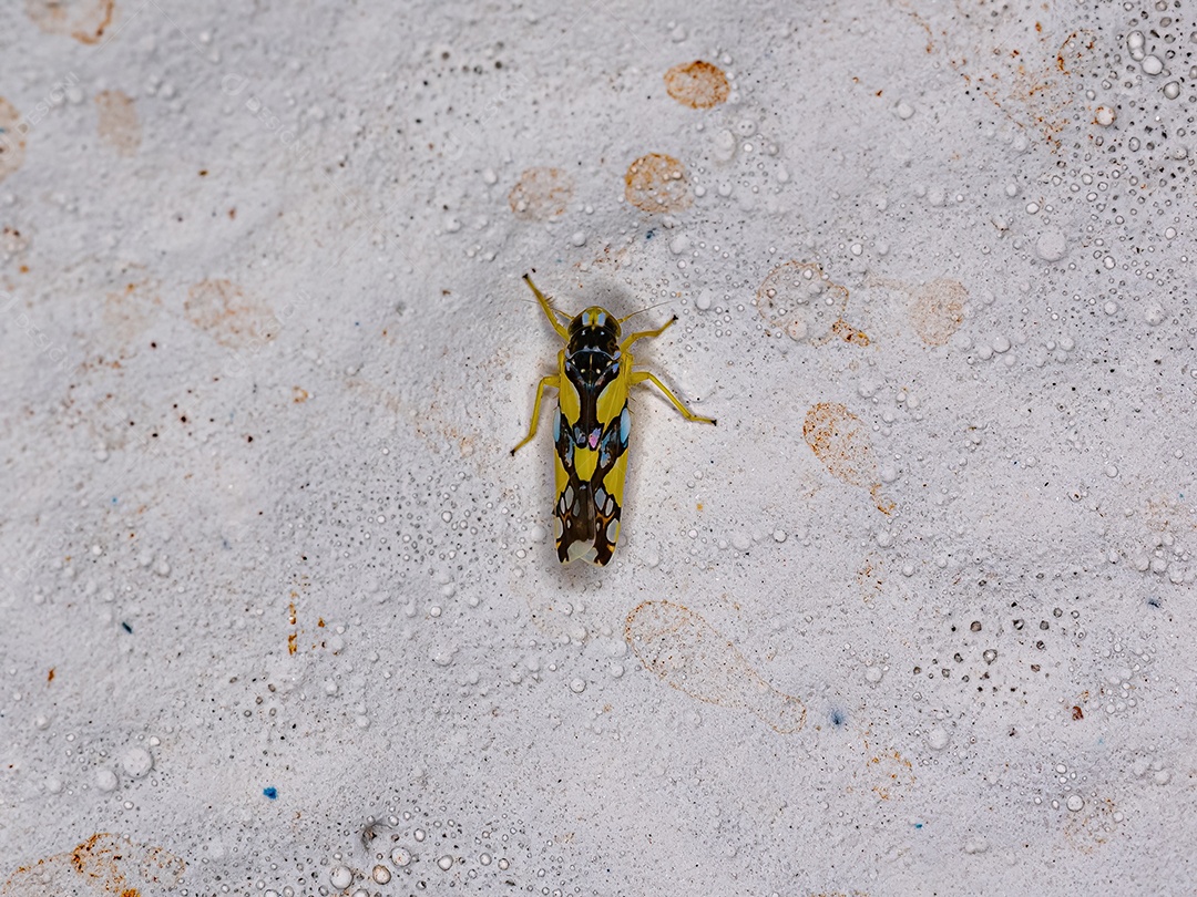 Cigarrinha típica adulta pequena da tribo Pendarini