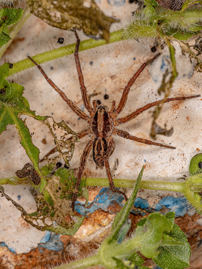 Pequena aranha-lobo da família Lycosidae