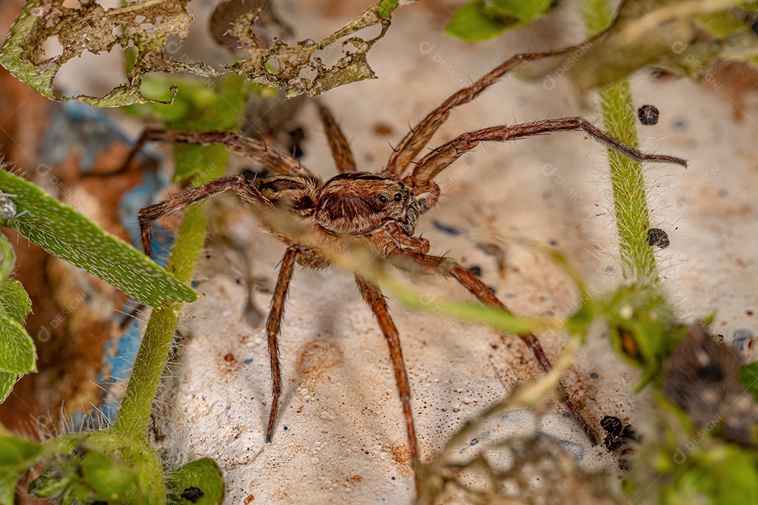 Pequena aranha-lobo da família Lycosidae