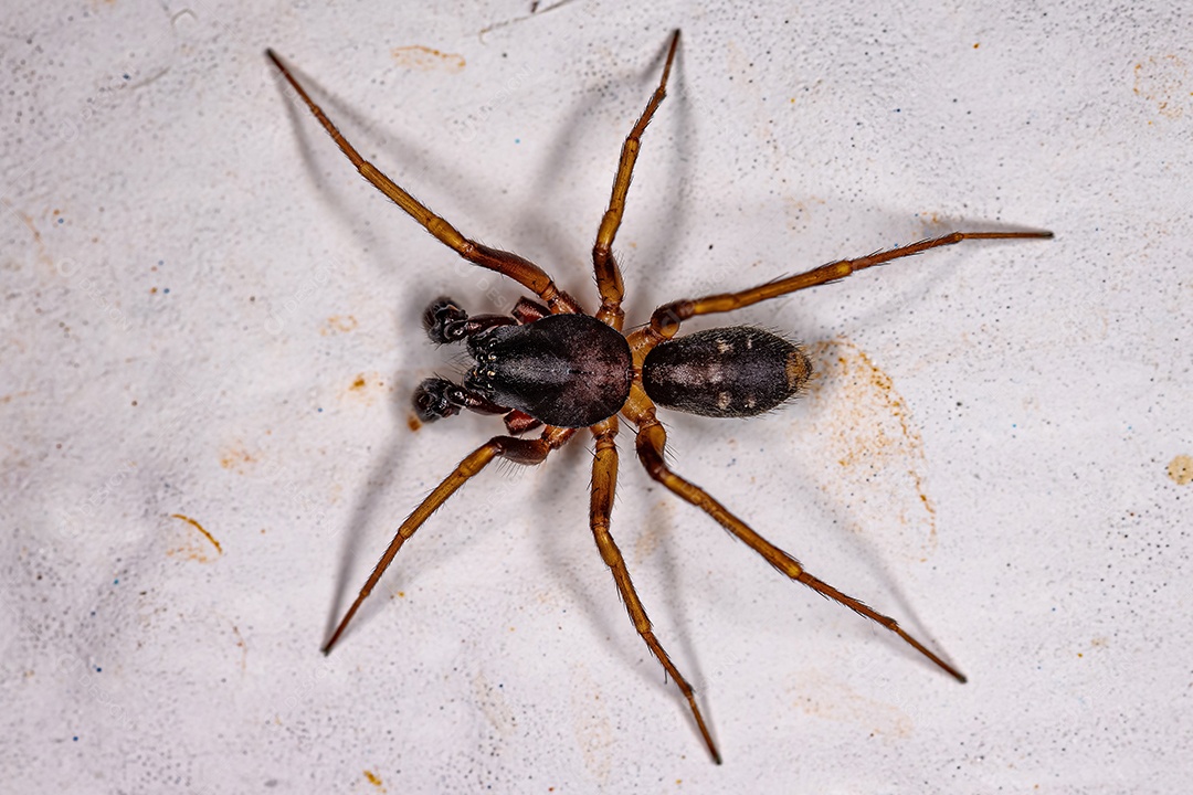 Macho Adulto Formiga Imitadora Saco Aranha da espécie Falconina gracilis
