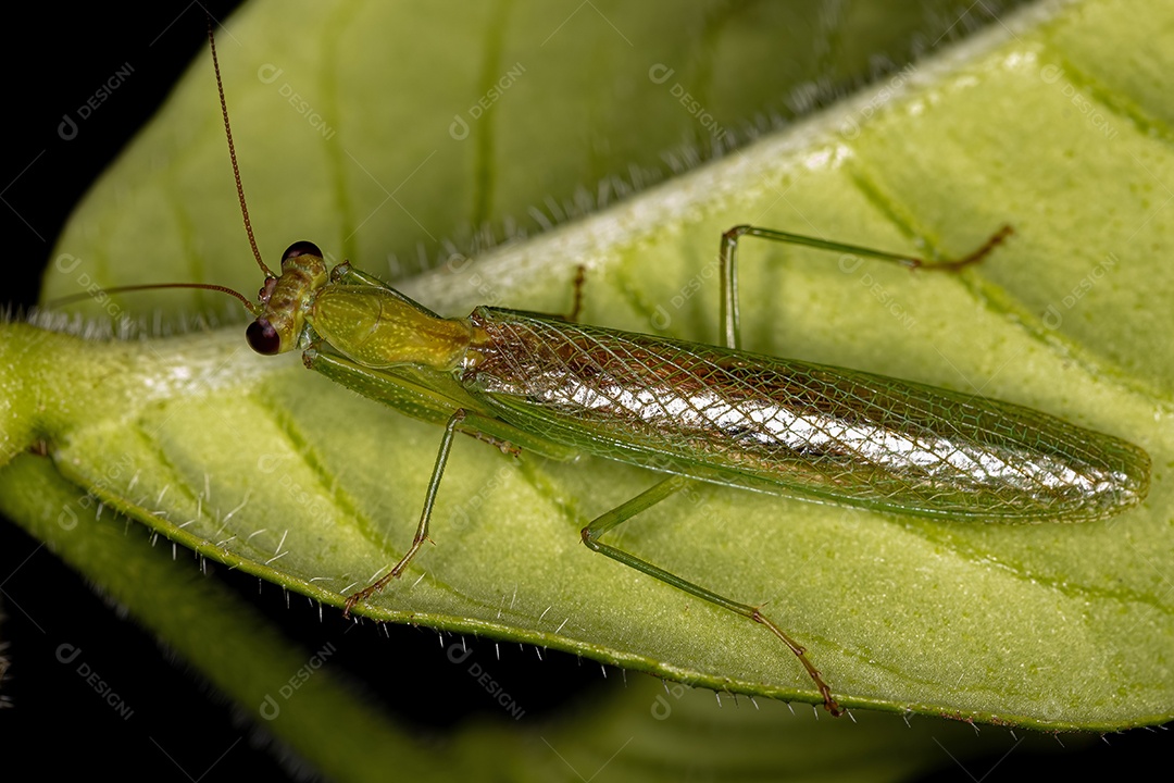 Louva-a-deus Acontistidae adulto do gênero Acontista