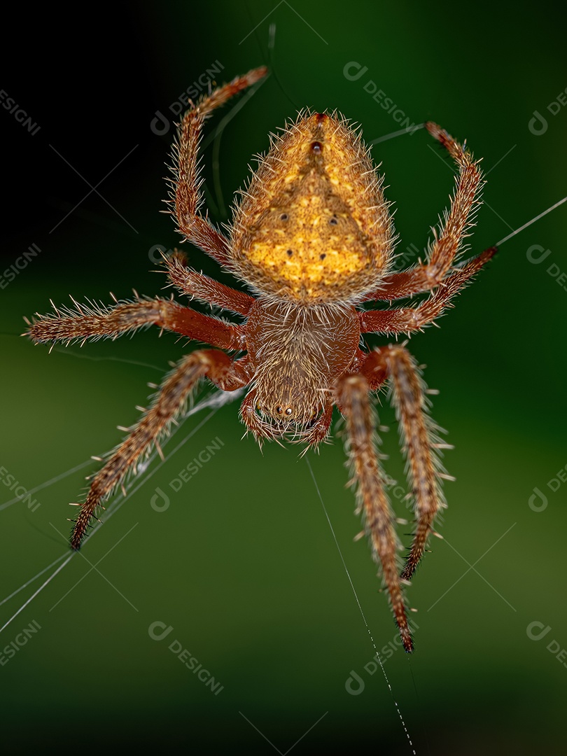 Feminino Adulto Típico Orbweaver da espécie Eriophora edax