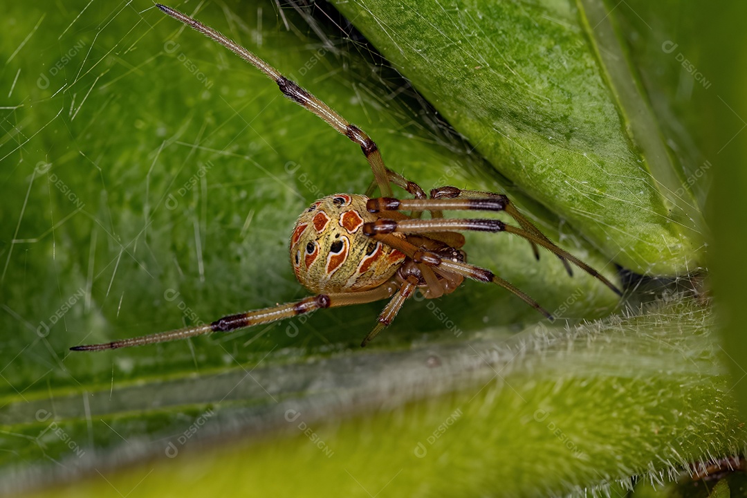 Pequena aranha viúva marrom da espécie Latrodectus geometricus