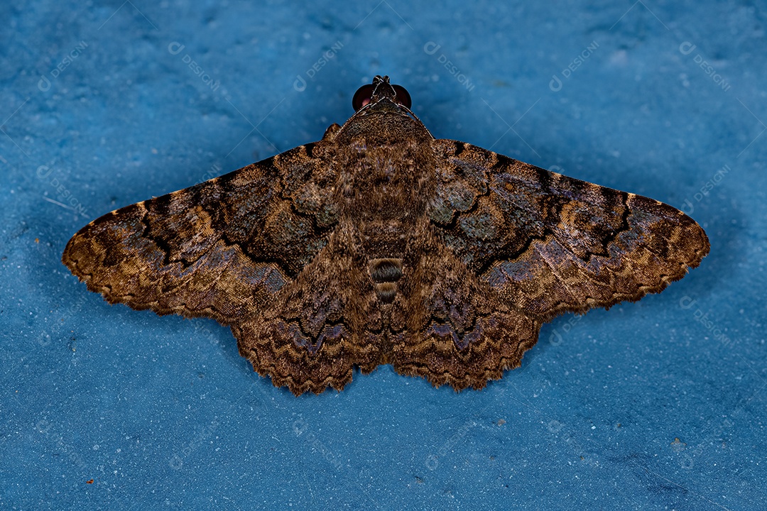 Inseto mariposa adulto do gênero Metria