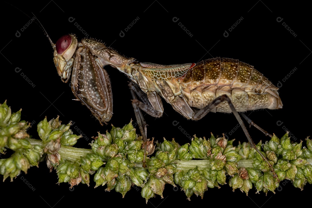 Ninfa Acontistid Mantis do Gênero Acontista