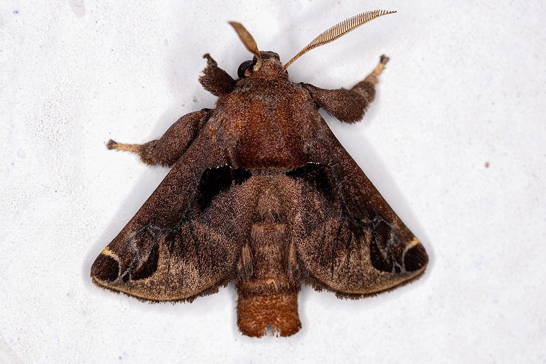 Inseto mariposa macho adulto do gênero Semyra