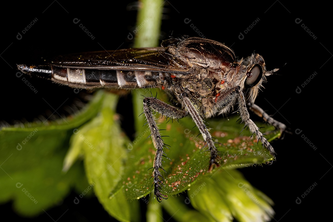 Ninfa Acontistid Mantis do Gênero Acontista