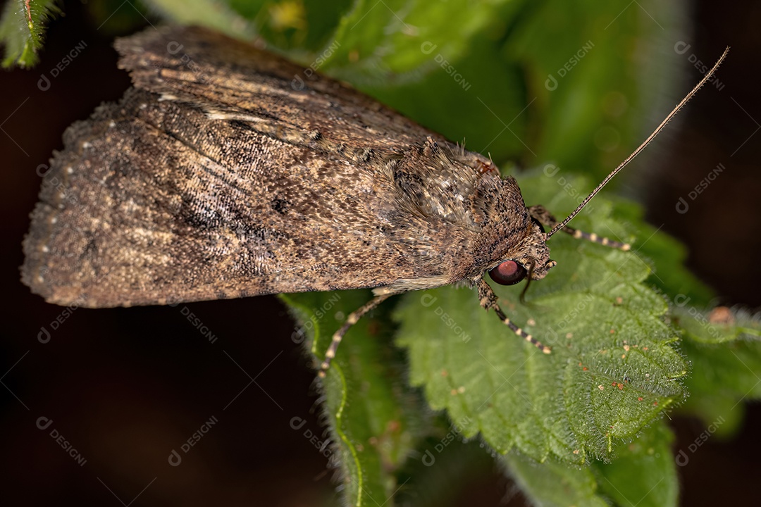 Mariposa Cutworm adulta da família Noctuidae
