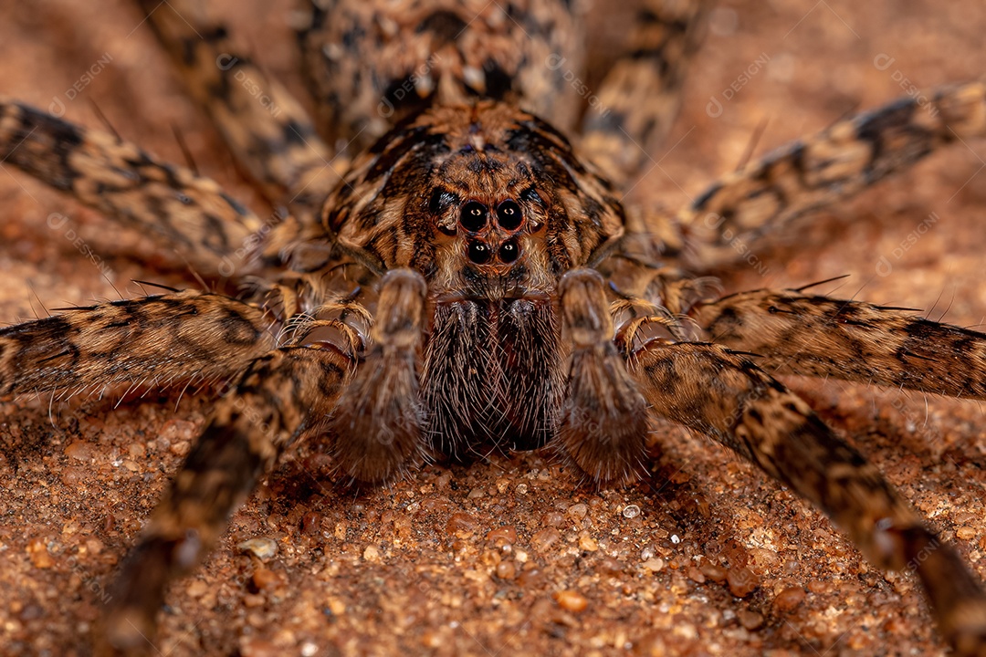 Aranha errante adulta macho da família Ctenidae