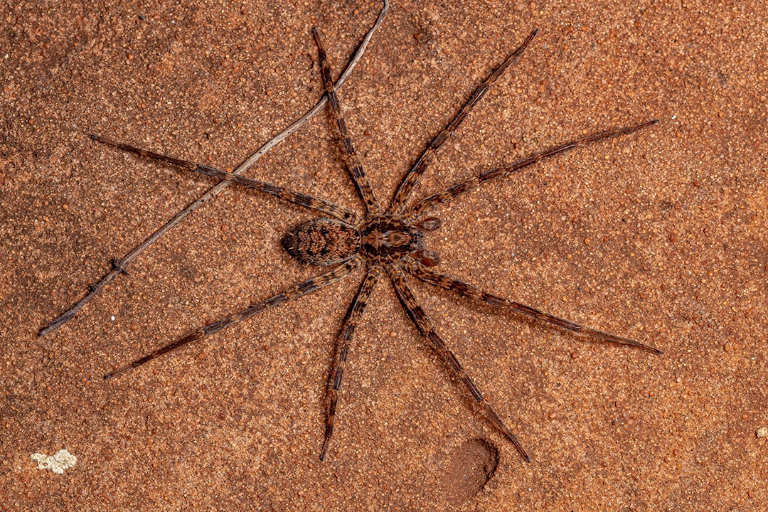 Aranha errante adulta macho da família Ctenidae