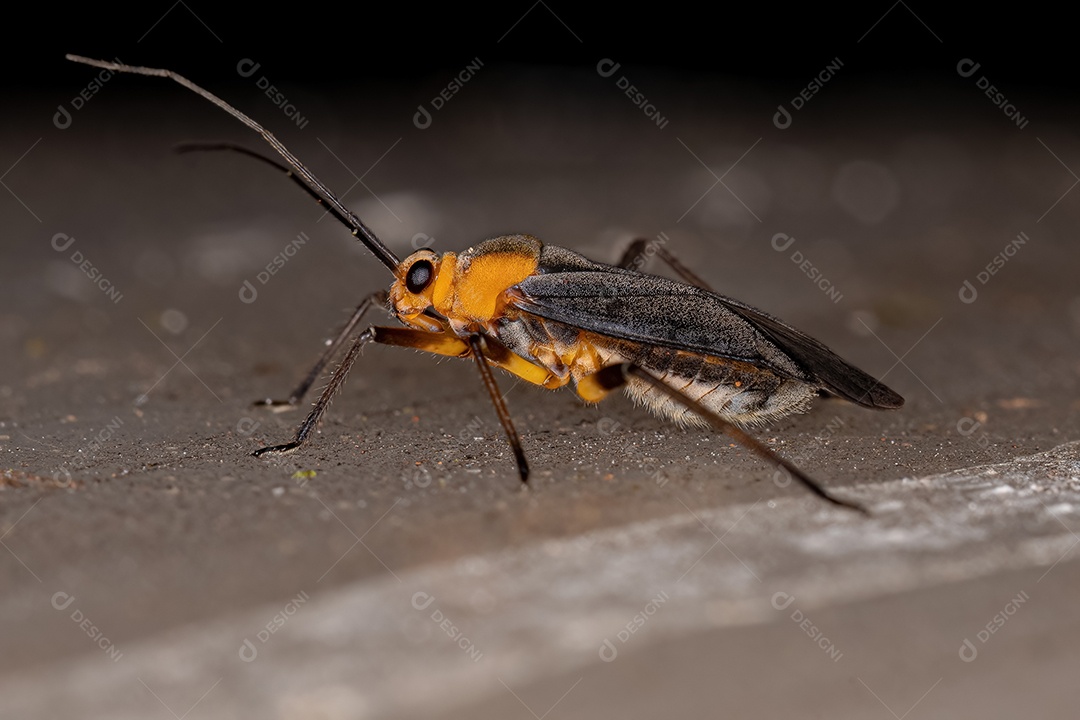 Inseto adulto da espécie Prepops flavoniger