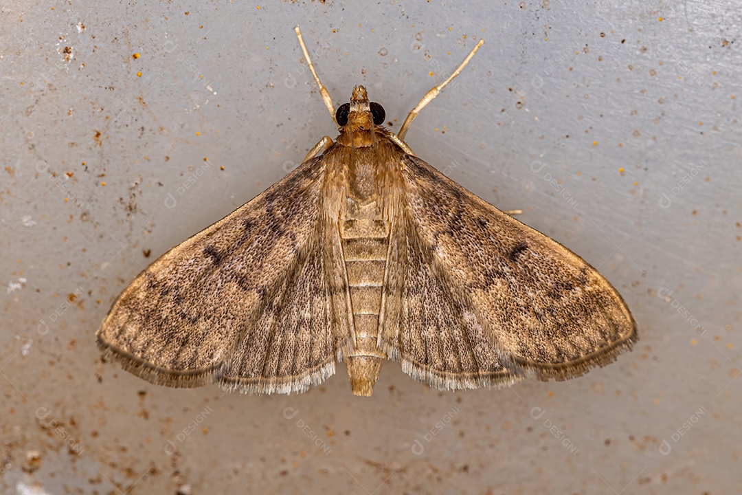 Mariposa-de-pérola adulta da tribo Herpetogrammatini