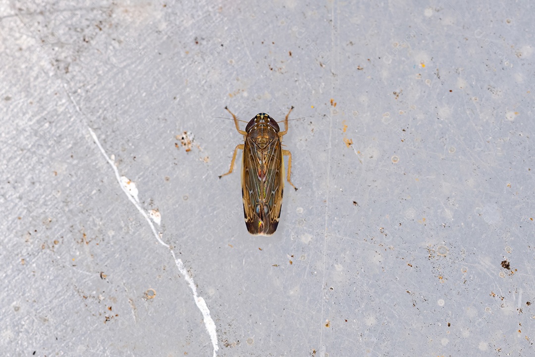 Cigarrinha típica adulta pequena do gênero Planicephalus