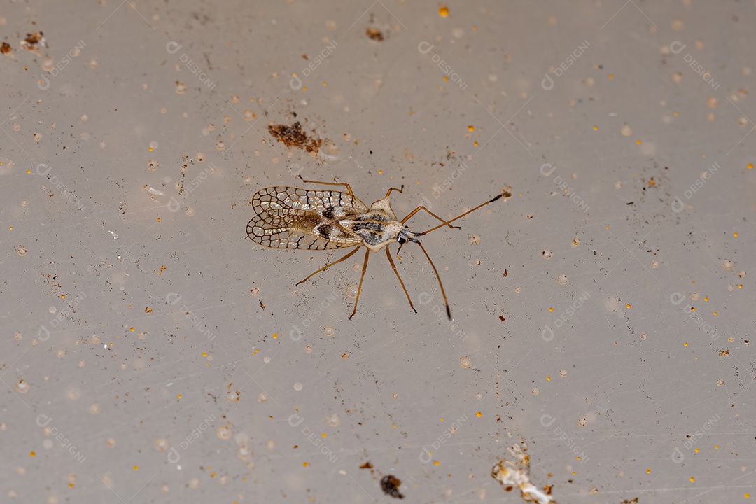 Pequeno Inseto Rendado da Família Tingidae