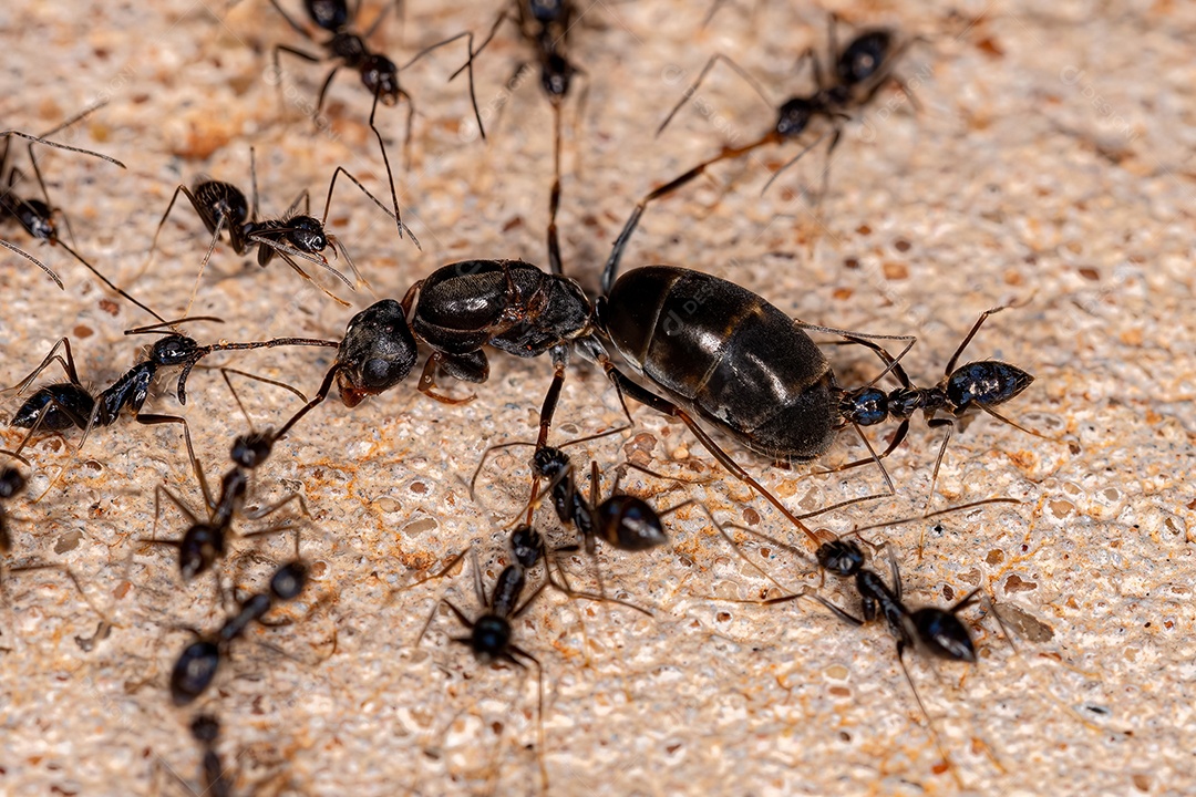 Formiga Longhorn adulta da espécie Paratrechina longicornis atacando uma Formiga Pirâmide Rainha do Gênero Dorymyrmex