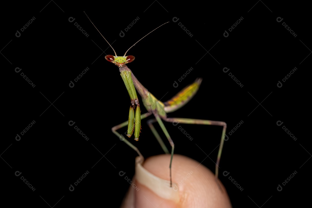 Pequena ninfa Mantid do gênero Oxyopsis em uma planta ixora