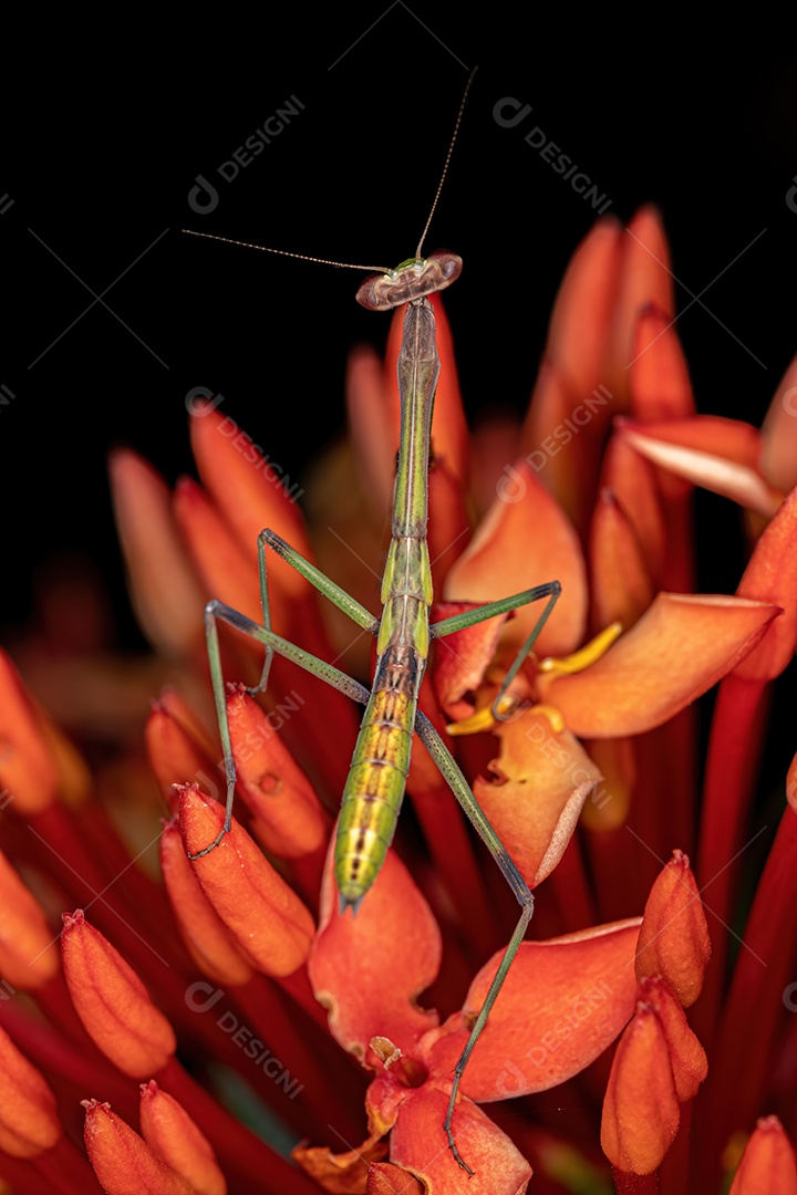 Pequena ninfa Mantid do gênero Oxyopsis em uma planta ixora