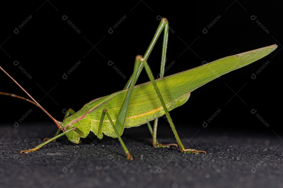 Faneropterina Katydid adulta da tribo Aniarellini